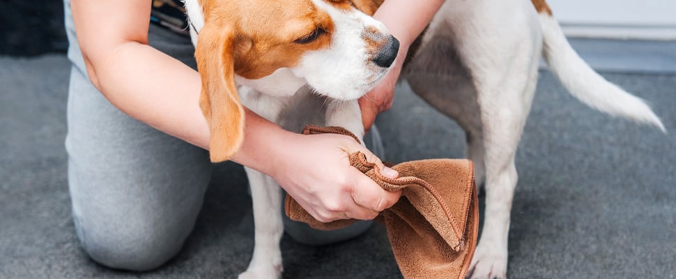 A beagle outdoors having his paws wiped.