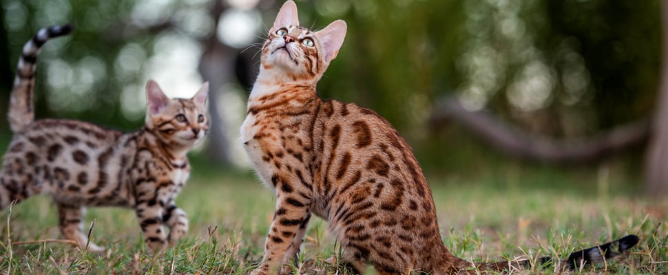 Mother Bengal cat with kitten Bengal cat