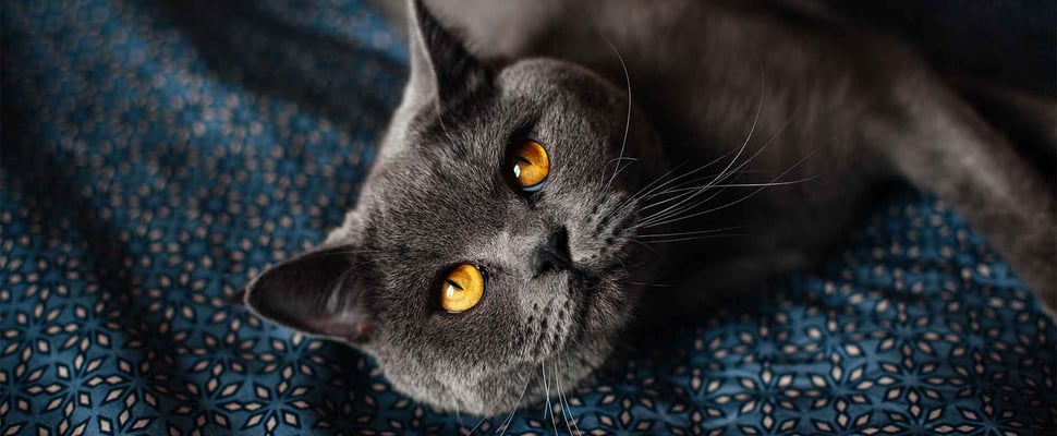 british shorthair laying on blanket