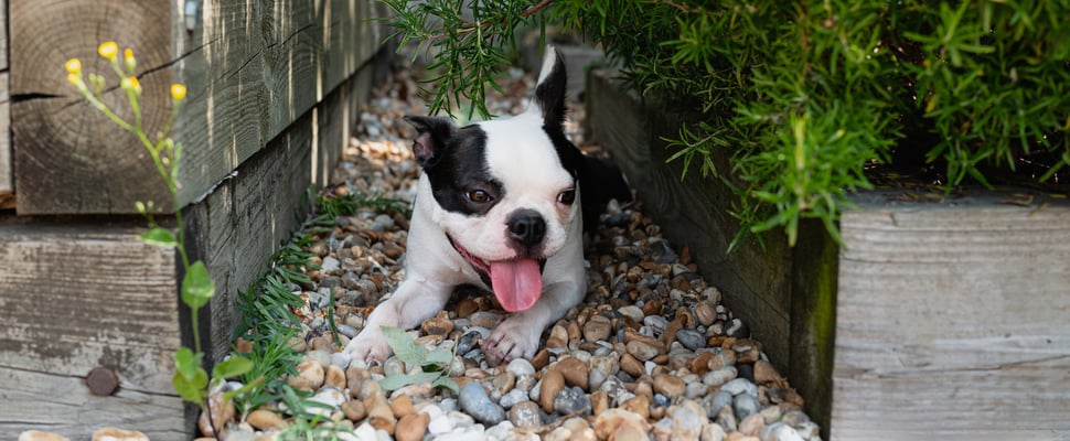 black and white french bulldog with tongue out lying on pebbles