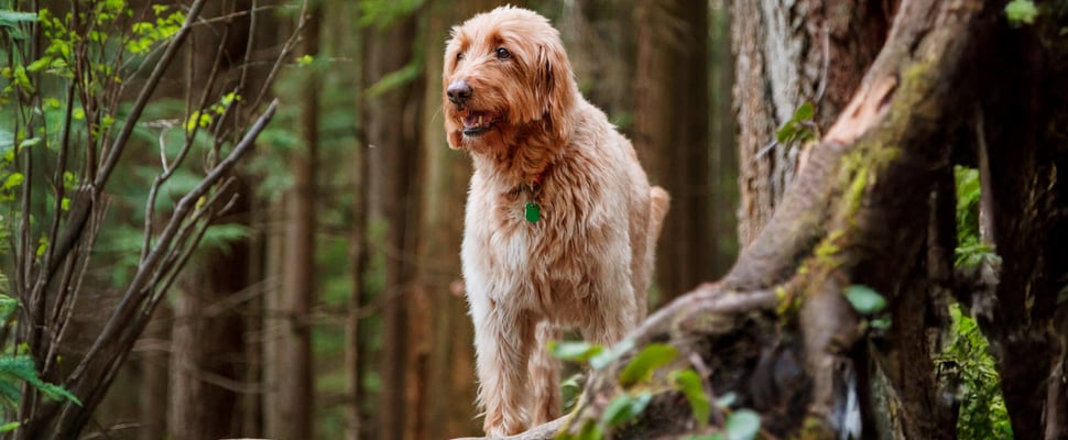 Labradoodle standing in a forest