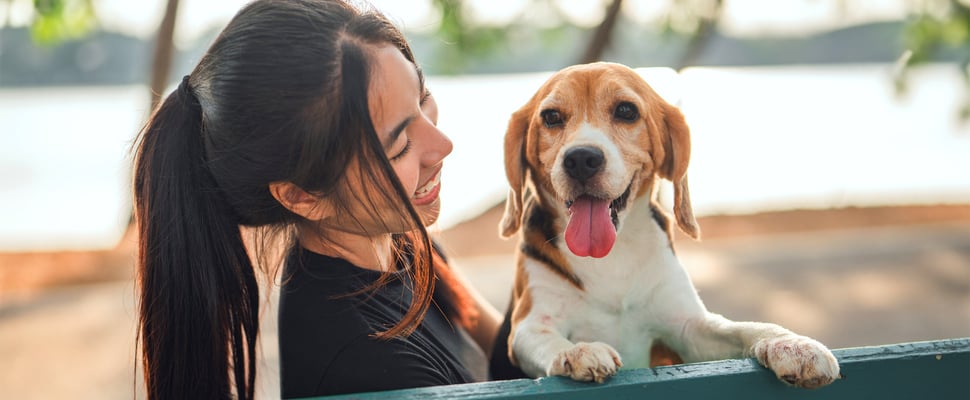 Beagle with tongue out sitting on owners lap in front of a beach
