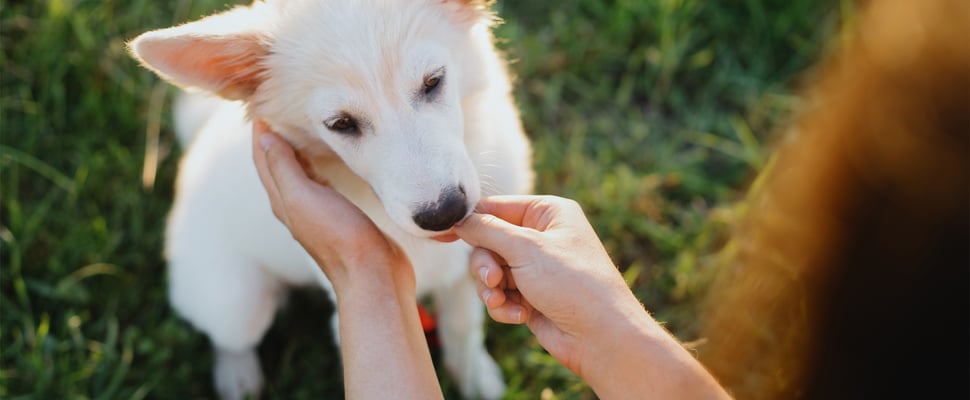 a white dog sitting on grass being fed by owner