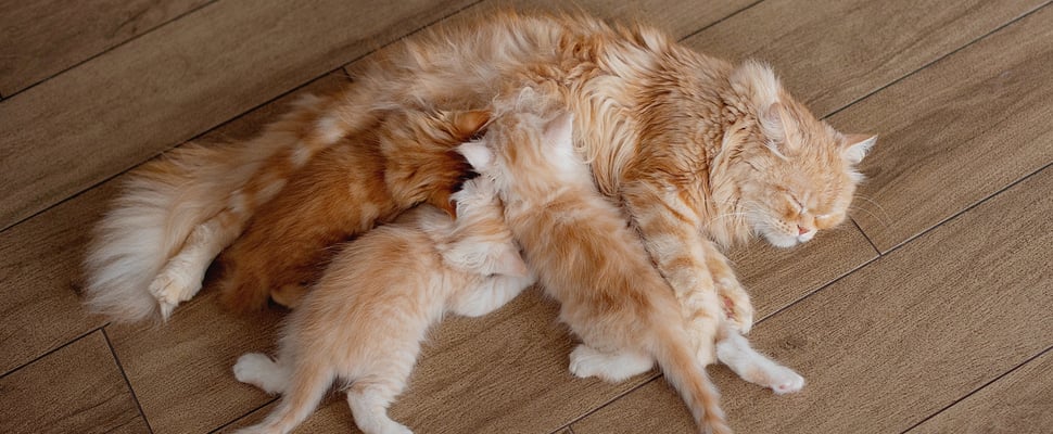 ginger kittens feeding off their mother